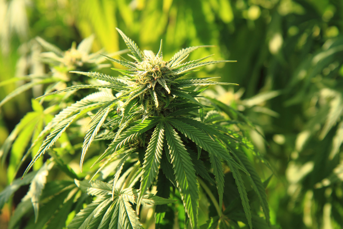 marijuana uso personale - palermolega.it - studio legale - palermo - roma